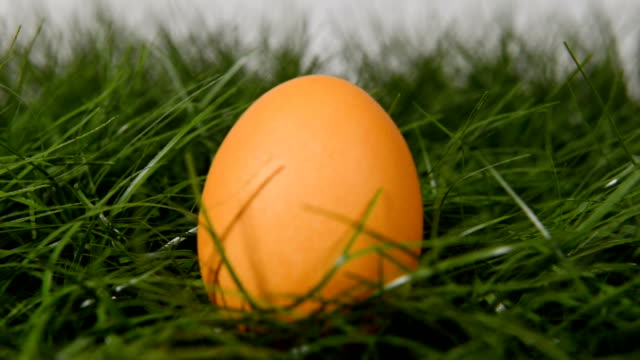 Huevo-de-pascua-en-hierba