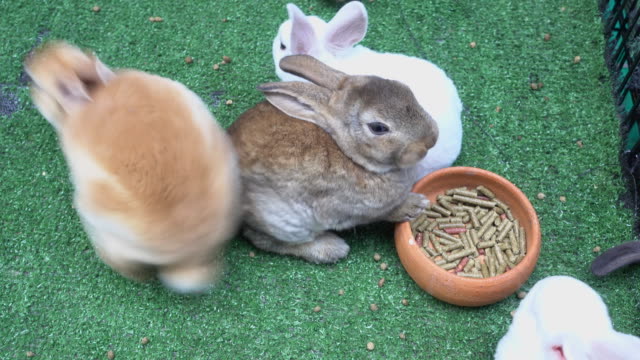 conejo-conejito-comiendo