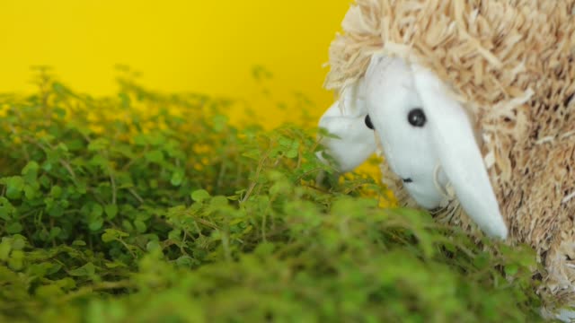Feeding-lamb-with-grass.-Decorative-sheep.