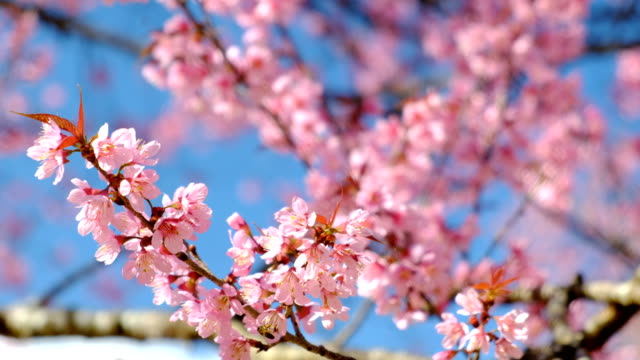 cherry-blossoms-