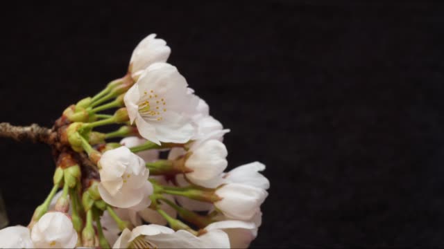 Beginn-der-Kirschblüte-season(Time-lapse)