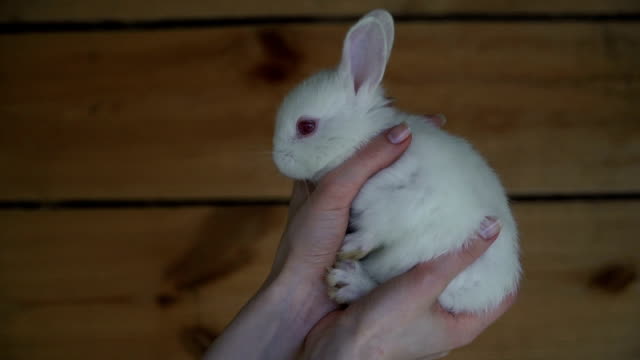 Weißes-Kaninchen.-Hände-halten-ein-weißen-Kaninchen