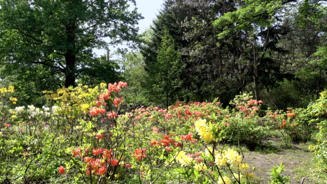 Shrubs-of-rhododendrons-in-the-old-park