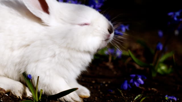 Blanco-conejo-de-Pascua-es-lavado-en-la-mañana-de-primavera
