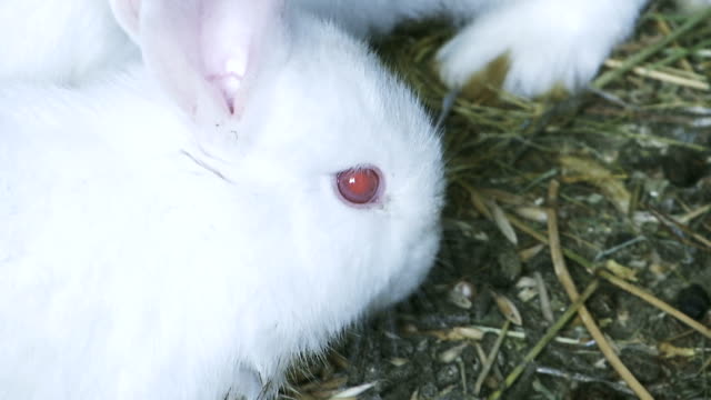 Weiße-Kaninchen-Essen