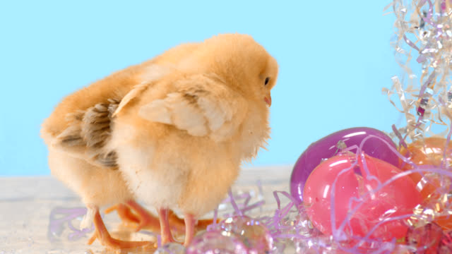 Cute-baby-chicks-stand-next-to-Easter-eggs.-Medium-shot