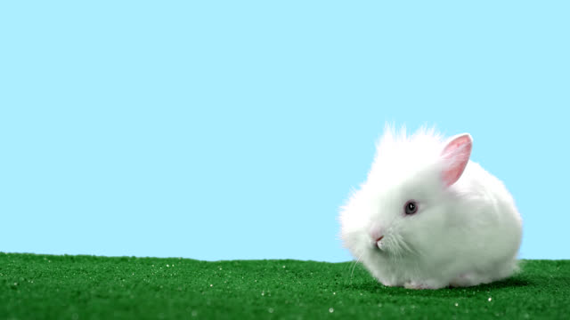 Cute-fluffy-bunny-points-its-big-ears