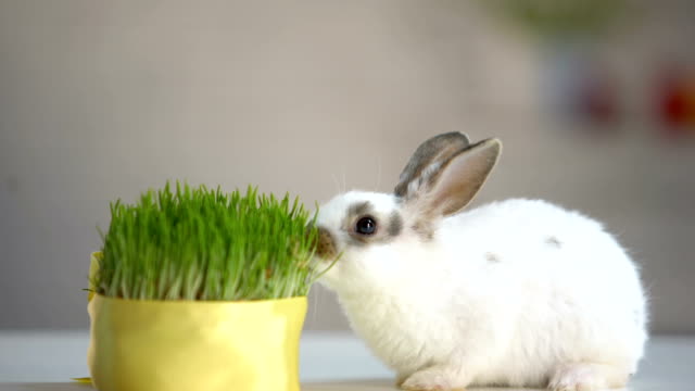 Little-rabbit-eating-green-organic-grass,-vitamins-supplement,-pet-care,-ecology