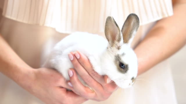 Mujer-manos-sosteniendo-el-pequeño-conejo-blanco,-programa-de-adopción-de-mascotas,-refugio-de-animales