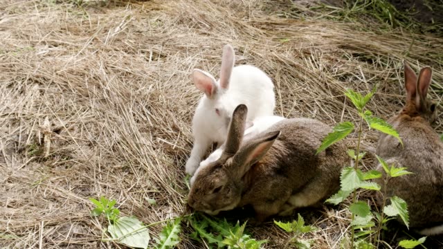 Family-of-rabbits-eating-and-running-around
