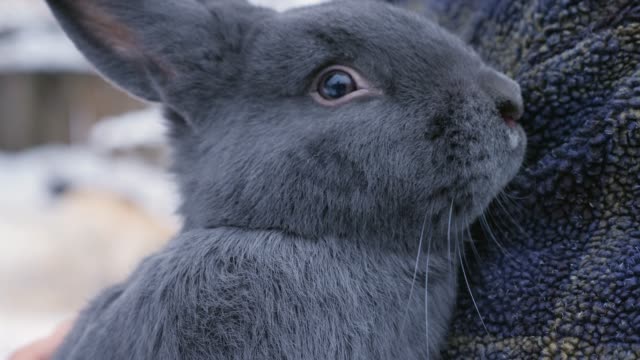 A-farmer-holds-a-large-Viennese-blue-rabbit-in-hands,-close-up