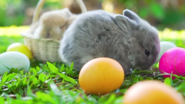 Little-Brown-conejito-de-Pascua-Holanda-Lop-comiendo-una-hierba,-en-los-huevos-de-Pascua-cerca.