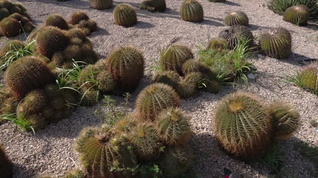 Small-cactus-plants-are-growing-in-dry-ground-in-park-area,-close-up