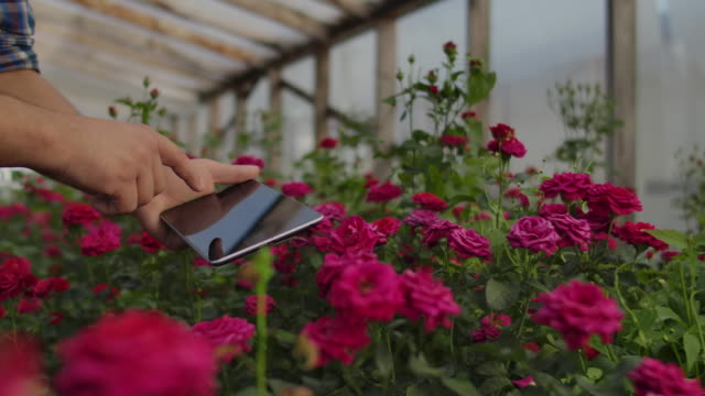 Primer-plano-de-las-manos-de-un-empresario-agricultor-tocando-las-rosas-y-utilizar-los-dedos-para-tocar-en-la-pantalla-de-la-tableta.-Comprobación-del-estado-de-las-flores-para-la-base-de-datos-de-cultivos