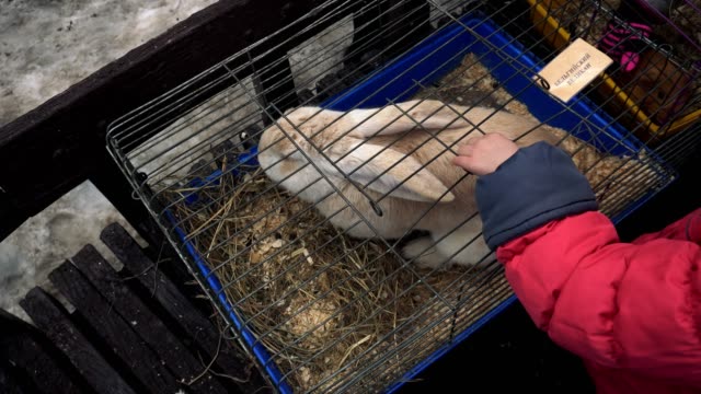 Un-niño-acaricia-al-conejo-gigante-flamenco-en-una-jaula-en-un-zoológico-de-contsct-durante-la-feria-de-la-ciudad.