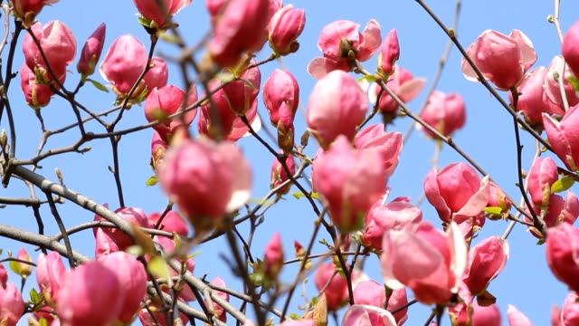 Pink-magnolia-Blüten