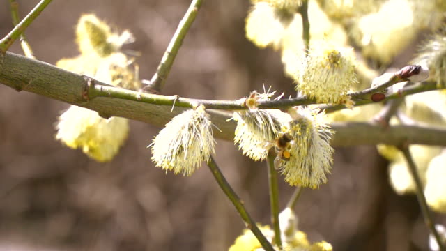 trabajador-abejas-recolectando-néctar-para-miel-de-amentos-de-sauce-en-cámara-lenta