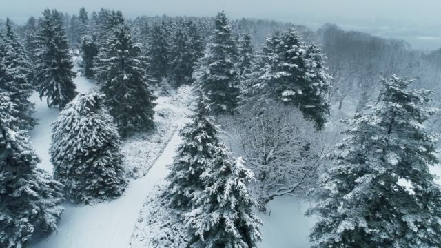 Drohnenflug-über-den-Winter-Park.-Nationale-Botanische-Garten-von-Kiew,-Ukraine