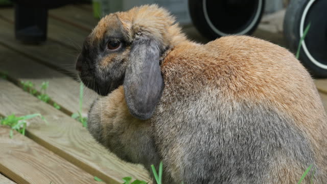 Vista-lateral-de-una-cabeza-marrón-hermoso-conejo-Bunny