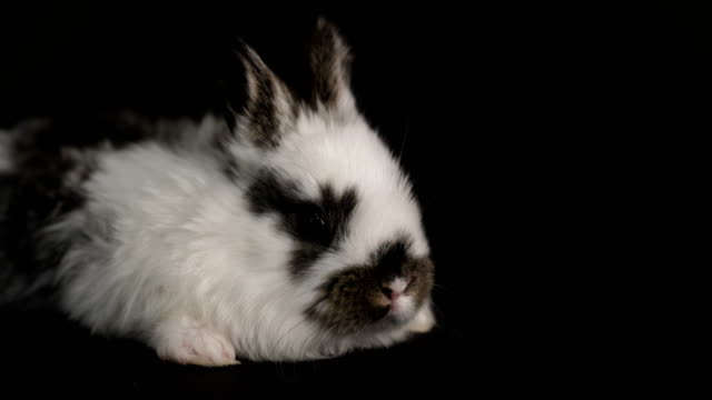 Kaninchen-oder-Hase-auf-schwarzem-Hintergrund