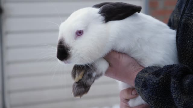 A-man-holds-in-his-hands-a-Himalayan-rabbit