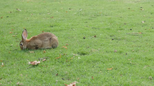 Brown-and-gray-bunny-in-the-field-eating-grass-and-relaxing-4K-2160p-UltraHD-footage---Rabbit-in-the-garden-naturally-feeding-4K-3840X2160-UHD-video