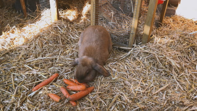 conejo-dulce-y-marrón-come-zanahorias-frescas-en-la-Hutch-de-conejo