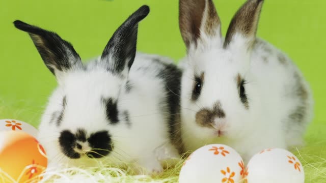 Two-little-white-Easter-bunny-with-black-ears-sitting-on-a-green-background