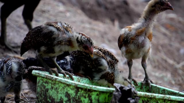 Many-chicks-are-eating-food