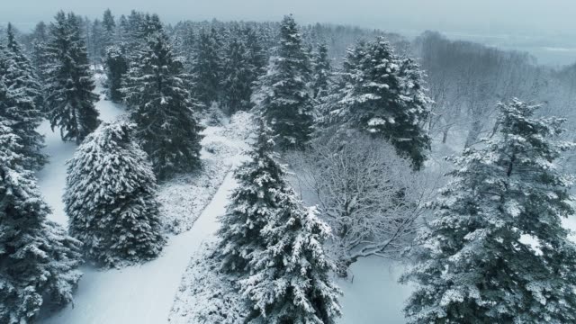 Drohnenflug-über-den-Winterpark.-Nationaler-Botanischer-Garten-von-Kiyv,-Ukraine