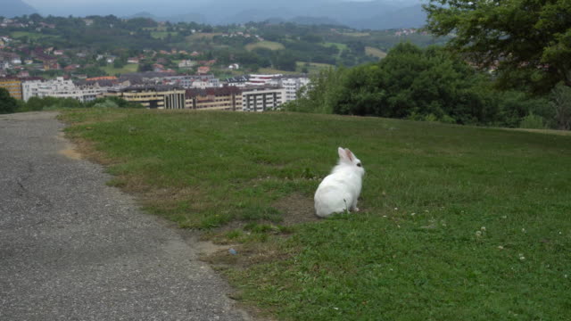 Weißes-Kaninchen-mit-schwarzen-Augen-sitzt-ruhig-auf-einem-grünen-Rasen