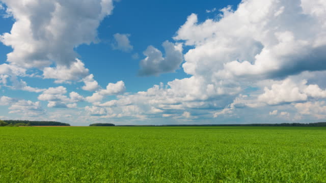 Beautiful-landscape,-sky-and-green-fresh-grass.-Grass-and-sky-at-beautiful-day.
