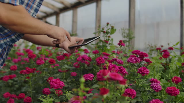 Primer-plano-de-las-manos-de-un-empresario-agricultor-tocando-las-rosas-y-utilizar-los-dedos-para-tocar-en-la-pantalla-de-la-tableta.-Comprobación-del-estado-de-las-flores-para-la-base-de-datos-de-cultivos
