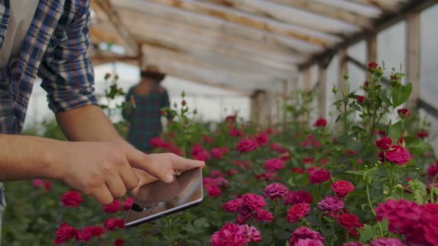 Los-modernos-caíslos-de-rosas-caminan-por-el-invernadero-con-una-plantación-de-flores,-tocan-los-cogollos-y-tocan-la-pantalla-de-la-tableta