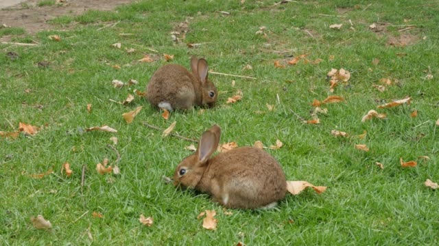 Par-de-conejos-en-el-campo-relajante-y-comer-hierba-4K