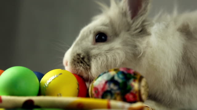 Easter-Bunny-with-Easter-eggs