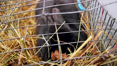 Rabbit-sitting-under-the-cage