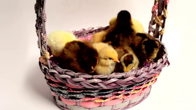 Baby-Chicks-en-cesta-de-Pascua