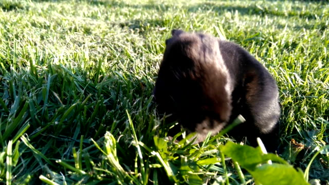 conejo-negro-en-busca-de-algo-en-la-hierba