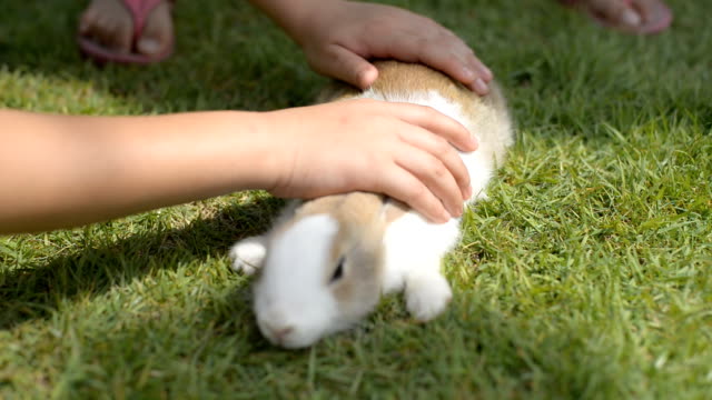 Kinder-Hände-streicheln-flauschige-weiße-Kaninchen