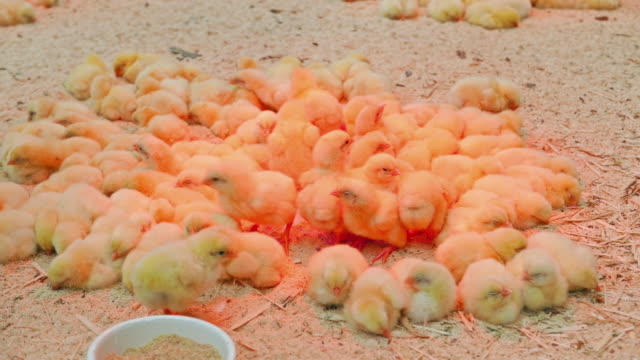 Pequeña-pollos-divertirse-y-descansar-en-el-restaurante-paddock