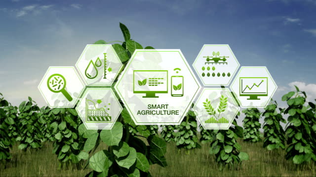 Agricultura-inteligente-de-agricultura-inteligente,-icono-gráfico-de-la-información-de-hexágono-en-campo-verde-de-la-planta,-internet-de-las-cosas.-4-º-Revolución-Industrial.