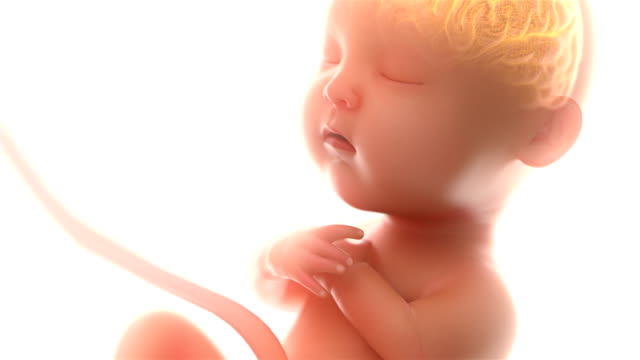 Babys-Gehirn-und-Nervensystem,-3d-Rendering-Fötus-mit-Gehirn-Röntgen-im-Inneren-mindestens-5-Monate,-4k.-(4096-*-2160)