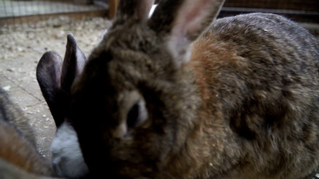 Rabbit.-Rabbit-is-sleeping