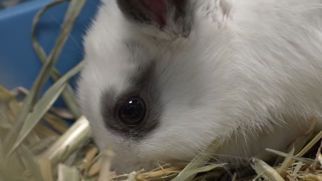 Süße-Foto-von-schwarzen-und-weißen-Haaren-Bunny.