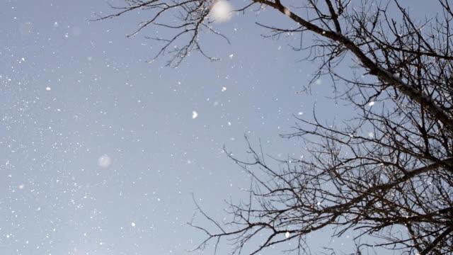 la-nieve-cae-de-las-ramas-de-los-árboles-en-un-día-claro,-soleado