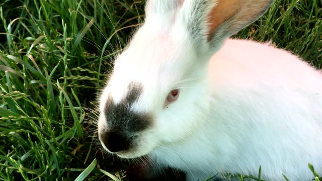 Hermosa-joven-pequeño-conejo-sobre-la-verde-hierba-en-día-de-verano.