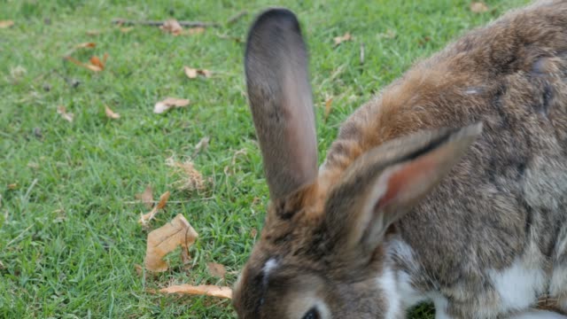 Conejo-comiendo-hierba-en-el-campo-y-relajante-entorno-natural-4K