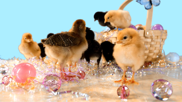 Pollitos-bebé-caminan-alrededor-de-una-canasta-de-Pascua-y-Pascua-confeti