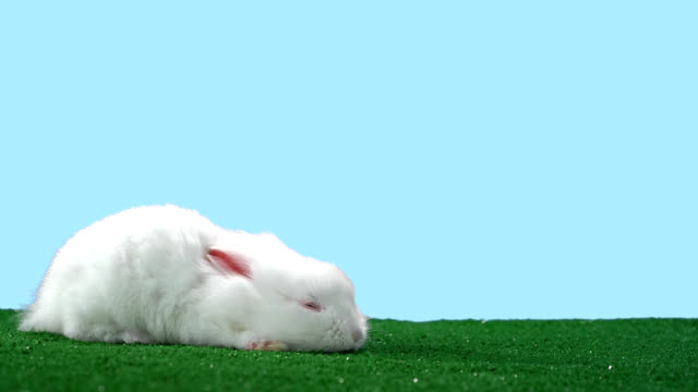 Adorable-little-bunny-falls-asleep-on-green-turf